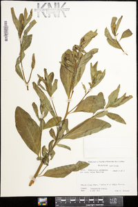 Sphenoclea zeylanica image