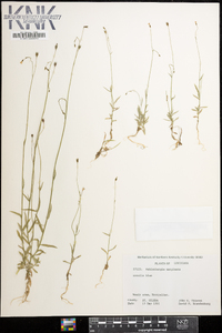 Wahlenbergia marginata image