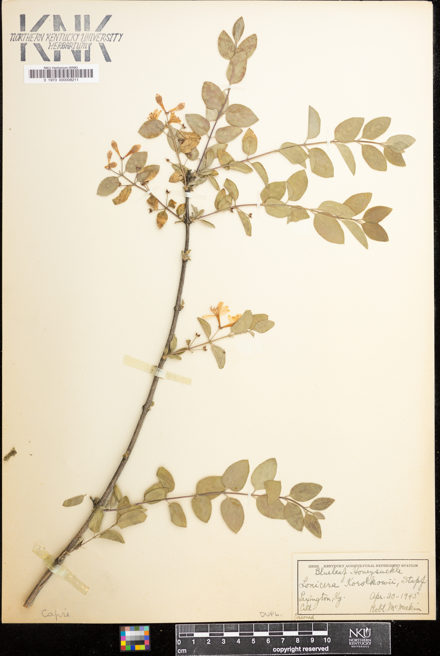 Lonicera korolkowii image