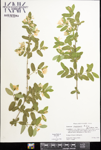 Lonicera morrowii image