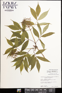 Sambucus racemosa subsp. racemosa image