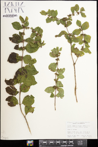 Symphoricarpos orbiculatus image