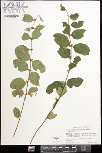 Symphoricarpos orbiculatus image