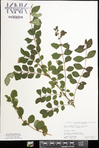 Symphoricarpos orbiculatus image