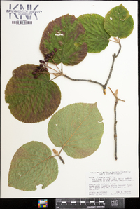 Viburnum lantanoides image
