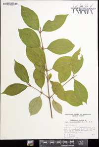 Viburnum cassinoides image