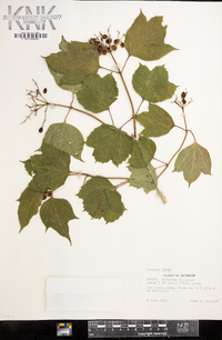 Viburnum trilobum image