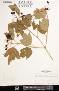 Viburnum trilobum image