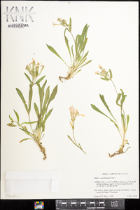 Silene caroliniana image