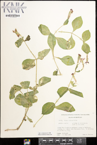 Silene rotundifolia image