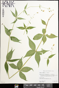 Silene stellata image