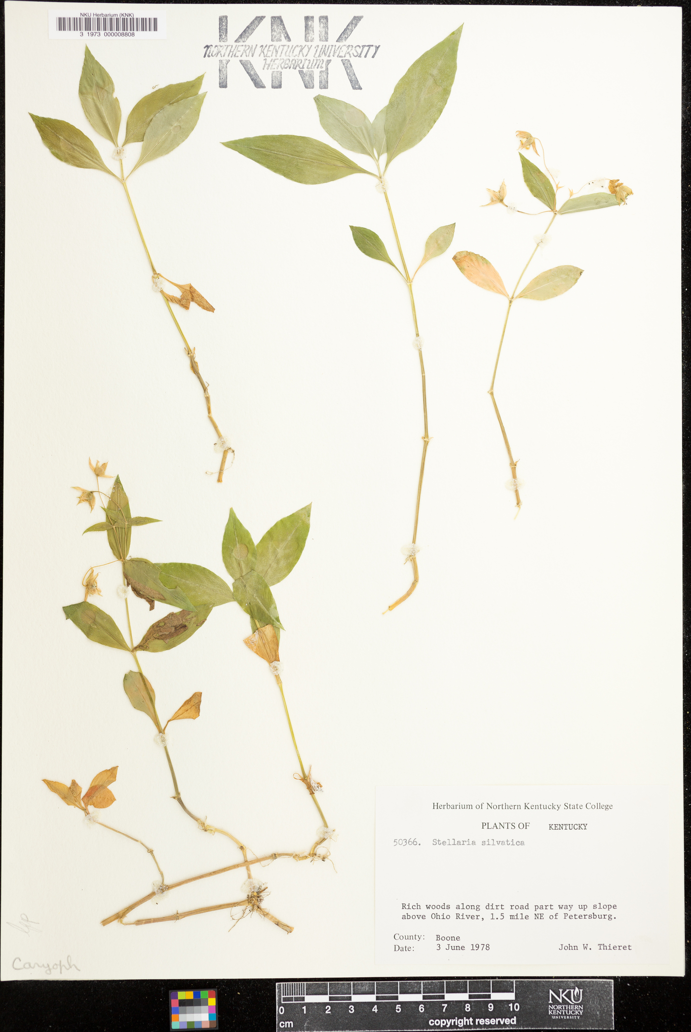 Stellaria sylvatica image