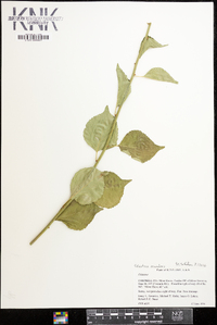 Celastrus scandens image