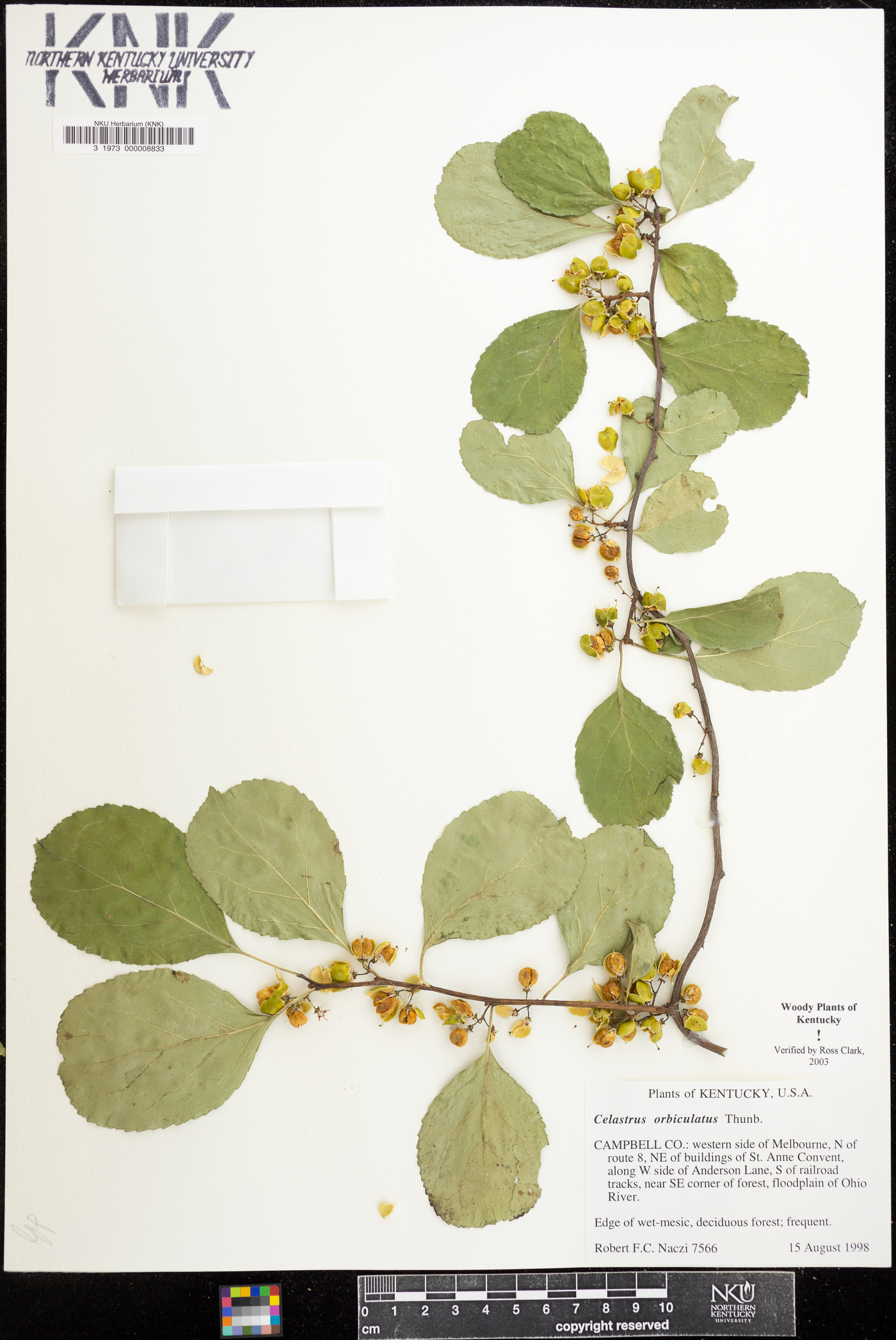 Celastrus orbiculata image