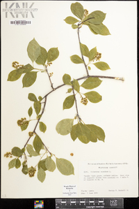 Celastrus scandens image