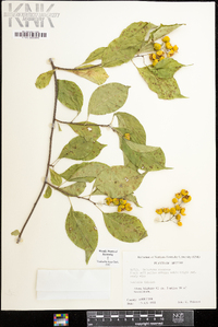 Celastrus scandens image