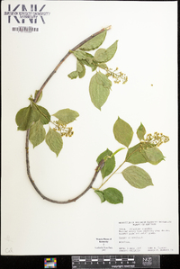 Celastrus scandens image