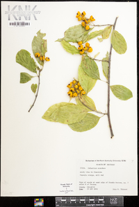 Celastrus scandens image