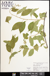 Celastrus scandens image