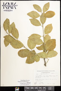 Euonymus kiautschovica image