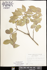 Euonymus kiautschovica image