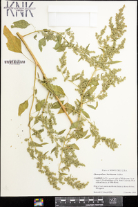 Chenopodium bushianum image