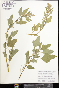 Chenopodium album var. album image