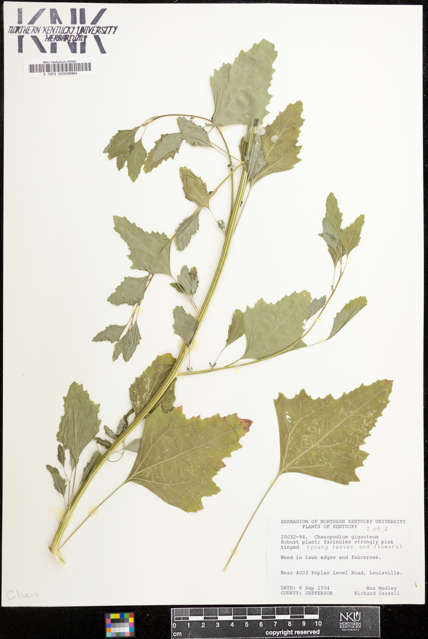 Chenopodium album var. album image