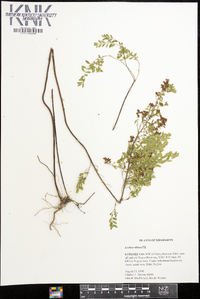 Lechea mucronata image