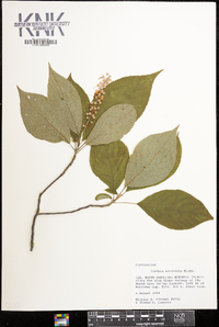 Clethra acuminata image