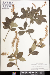 Clethra tomentosa image