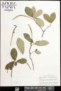 Clethra tomentosa image