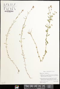 Hypericum canadense image