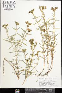 Hypericum densiflorum image