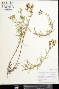 Hypericum dolabriforme image