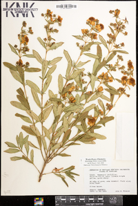 Hypericum prolificum image