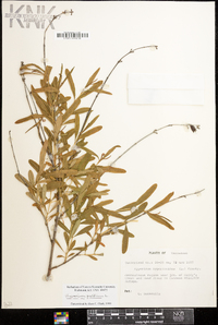 Hypericum prolificum image