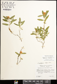 Hypericum prolificum image