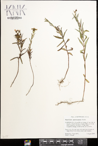 Hypericum sphaerocarpum image