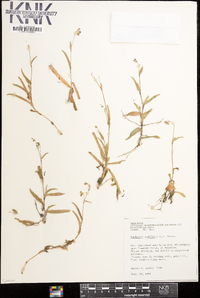 Murdannia nudiflora image