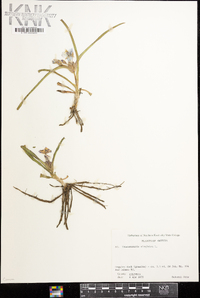 Tradescantia virginiana image