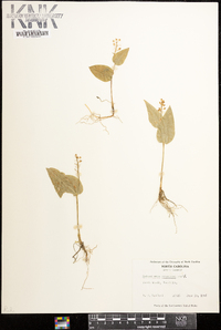 Maianthemum canadense image