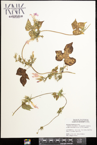 Ipomoea hederacea image