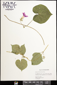 Ipomoea hederacea image