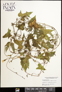 Ipomoea lacunosa image