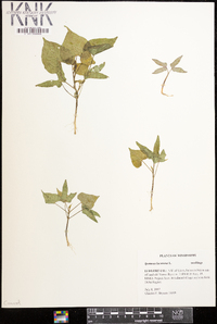 Ipomoea lacunosa image