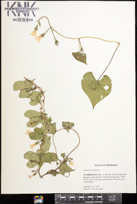 Ipomoea lacunosa image