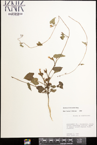 Ipomoea leucantha image