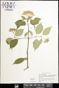 Cornus drummondii image