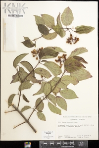 Cornus drummondii image